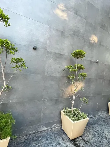 Topiary Ficus trees in modern planters line the entrance of this commercial building. This creates a smart, formal, and green welcome for visitors and employees.