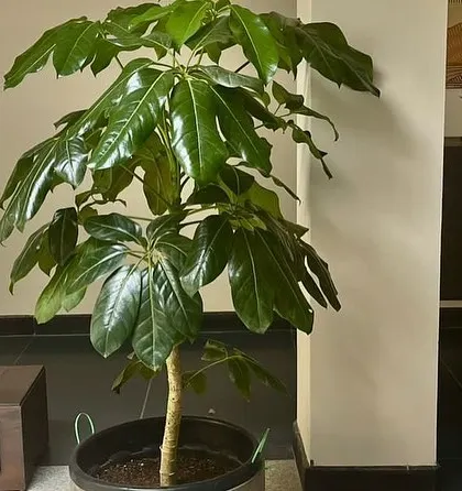 A potted indoor tree with large, glossy leaves, adding a bold statement to this room.