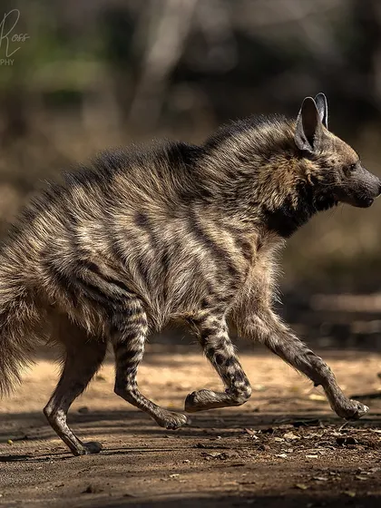 The Striped Hyena on the move, showing off its unique coat and sloping gait. Capturing this animal in good light during the day was incredibly fortunate.