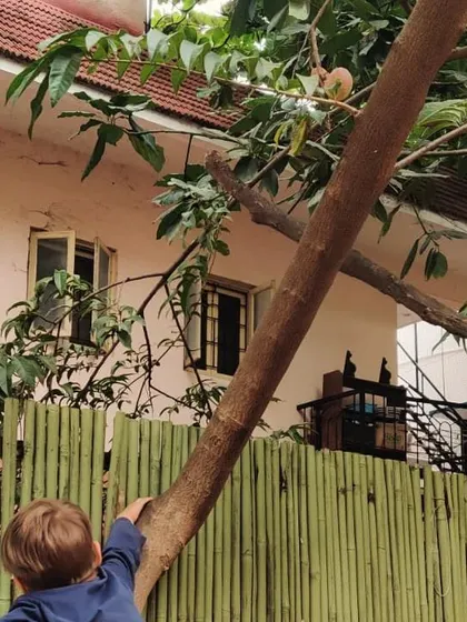 A child gazes up at the Bulls Heart fruit on his favorite climbing tree, the spark of an idea forming. This is where curiosity begins.