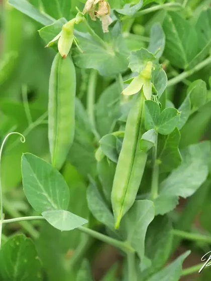 A close-up of pea pods developing on the vine. It’s a joy to watch them swell up, knowing you'll soon be harvesting them for your meals.