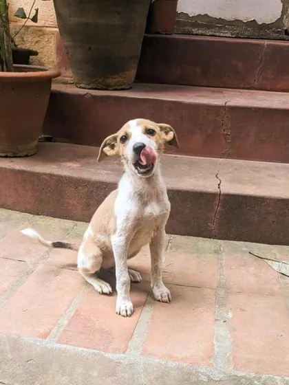 Adopt Charlie, a 6-8 week old female indie puppy. She is healthy, happy, and dewormed. Ready for her forever home in Bangalore.