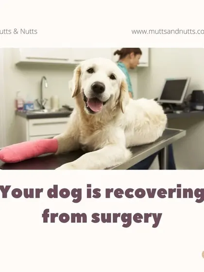 Post-surgery rehabilitation is a critical time. Hydrotherapy is an excellent tool for helping dogs recover strength and mobility in a controlled and safe manner after an operation.