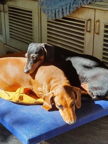 Sunbathing is a simple pleasure that brings great comfort to older dogs like these two senior dachshunds. It helps soothe stiff joints and allows them to relax deeply. A key part of senior wellness is creating a warm, safe, and comfortable environment.