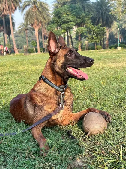 A perfect moment of focus. The dog is relaxed but still possesses its reward. This builds a strong positive association with both the training session and the handler.
