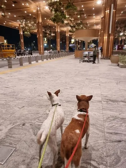 Adventure awaits! Indie dogs Liam and Zoe are pictured here at the airport, ready for their big move from Bangalore to Los Angeles. We handle all the logistics for international pet shipping, making global moves possible for your companions.