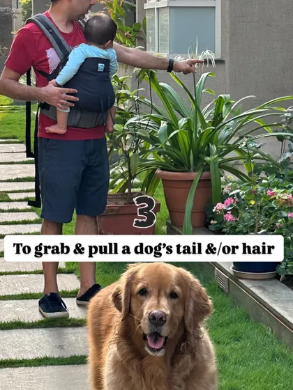 Rule number three: Teach children never to grab or pull a dog's tail or fur. This can be painful and frightening for the dog and is a common reason for a negative reaction.
