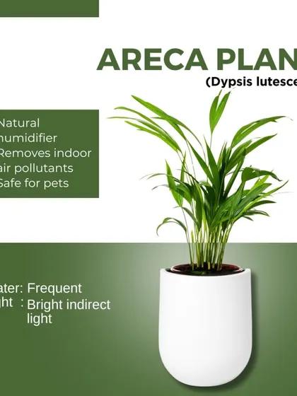 The Areca Palm acts as a natural humidifier, adding moisture to the air. It also removes indoor air pollutants and is safe for homes with pets.