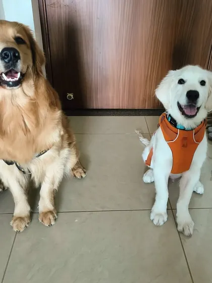 The happy smiles say it all. These two Golden Retrievers have become the best of friends.