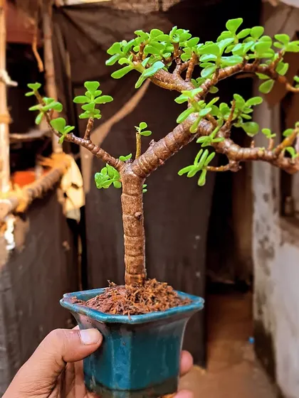 A small Jade plant in a beautiful ceramic pot, on its way to becoming a bonsai. The journey begins with selecting the right plant and pot.