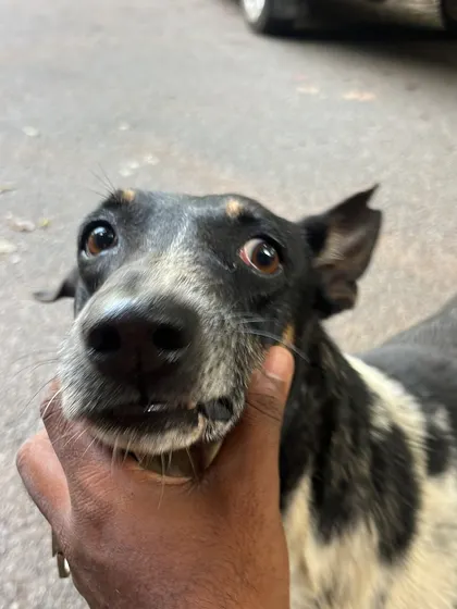 That look of pure love and trust. Connecting with the stray dogs on our route is a deeply rewarding part of being in this club.