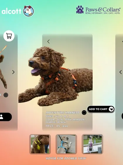 A fluffy poodle relaxes in the Alcott Adventure Harness. This image showcases the harness's fit on a dog with a thick coat, emphasizing its adjustability and comfort for all breeds.