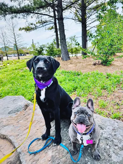 Sometimes our pack walks are at special events like "Bark in the Park" at a Drillers game. It's a fantastic opportunity for high-level distraction proofing.