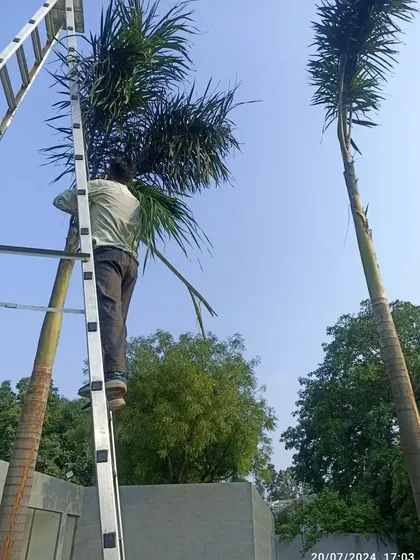 My team carefully pruning tall palm trees at a farmhouse. Regular maintenance is key to keeping large landscapes looking their best, and it's a service I provide to my clients.