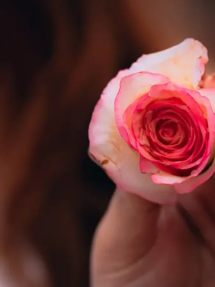 A hand holding a single pink and white rose. This type of shot is perfect for conveying emotion and can be used in a variety of portrait or conceptual shoots.
