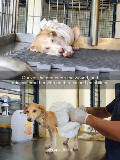 Our team administered antibiotics and painkillers and applied extensive bandaging to protect the wound. This post-operative care is critical for a successful recovery.