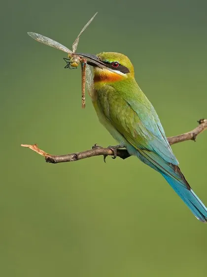 A Blue-tailed Bee-eater with a dragonfly, a substantial meal. These birds are incredibly skilled aerial hunters.