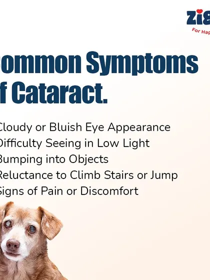 Common symptoms of cataracts include a cloudy or bluish appearance in the eye, difficulty seeing in low light, and bumping into objects. Don't ignore these visual cues.