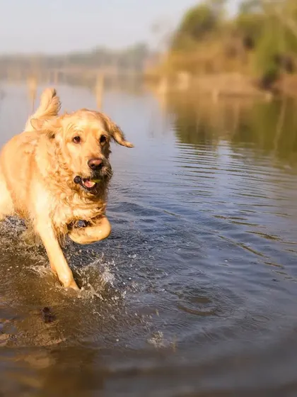 Simba the Golden Retriever splashes through the water with pure excitement, fetching a ball during his first-ever water adventure.
