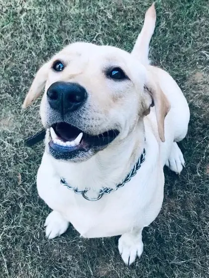 Making your Monday brighter with this happy go lucky Labrador. His smile is the perfect start to the week.