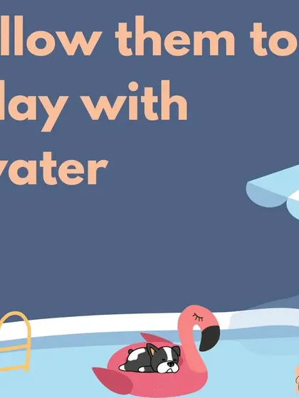 Allowing your dog to play with water, whether in a pool, with a sprinkler, or just a hose, is a fantastic way to keep them cool and entertained in the summer.