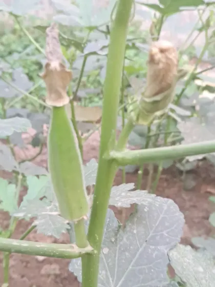 These bhindi pods are almost ready. Notice the dried flower at the tip, which is a natural part of the process.