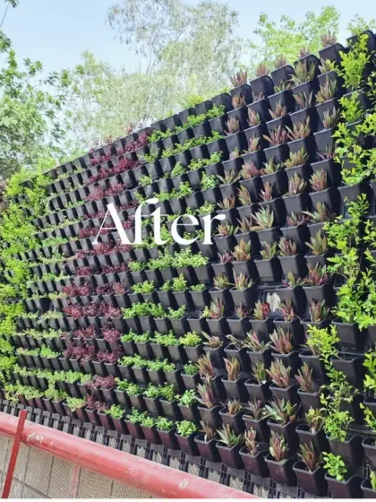 The stunning 'After' result. The once-bare wall is now a vibrant, textured living wall, featuring a patterned design with different plant species to create visual interest and depth.