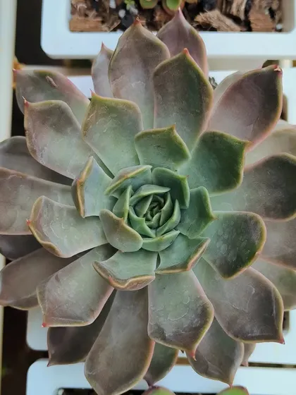 A top-down view of a large Echeveria succulent. The rosette shape and subtle coloring are just perfect.