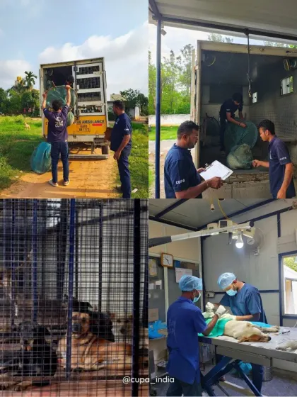 A glimpse into our daily operations at the Spay and Neuter Centre. From the ambulance team carefully loading dogs to our vets performing life-saving surgeries, every step is handled with professionalism and compassion. In June, we sterilized 347 dogs through this systematic process.