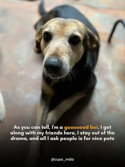 Lakhan gets along with all his friends at the shelter and stays out of the drama. All he asks for is a gentle hand and a kind heart to sponsor him.