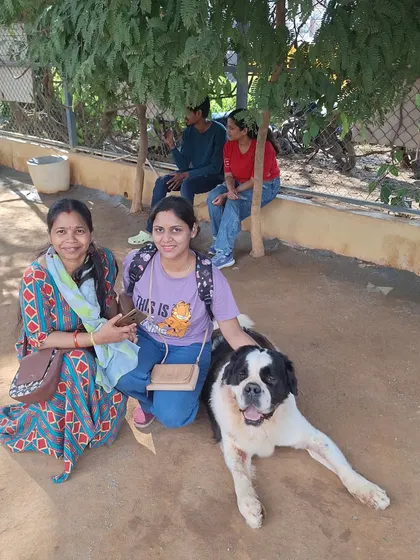 Two friends enjoying a relaxed moment, petting the St. Bernard under the shade of a tree.