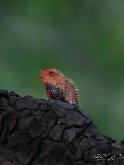 An Oriental Garden Lizard, or Indian Garden Lizard, in its red breeding colors, peeking over a charred log.