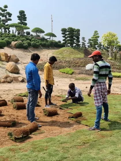 My team laying down fresh turf to create the manicured lawns of the Hyderabad garden. The background shows the rolling hills we created, planted with hundreds of topiary trees.