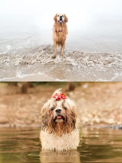 A split image showing two different water babies: a Golden Retriever in the ocean surf and a Shih Tzu with a red bow enjoying a calm lake.
