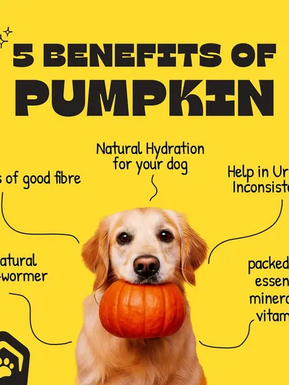 Pumpkin is a superfood for your dog. This infographic highlights its top 5 benefits, including being a natural de-wormer, aiding hydration, and being packed with fiber, minerals, and vitamins.