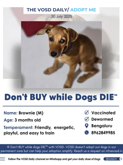This is Brownie, a friendly and energetic 3-month-old puppy in Bengaluru. Our adoption posts provide all the key details: temperament, health status, location, and a direct contact number for the rescuer.