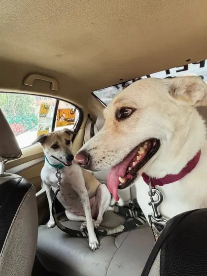 Two happy doggos enjoying their ride together in my spacious and pet-friendly cab.