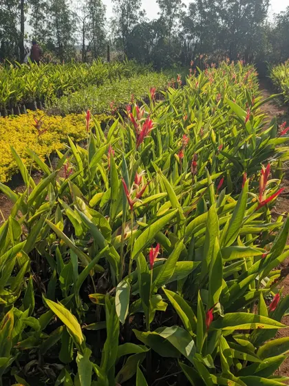 A view of different plant varieties at the nursery, including Heliconias and yellow flowering shrubs. My sourcing trips allow me to find a wide range of ornamental plants for any project requirement.