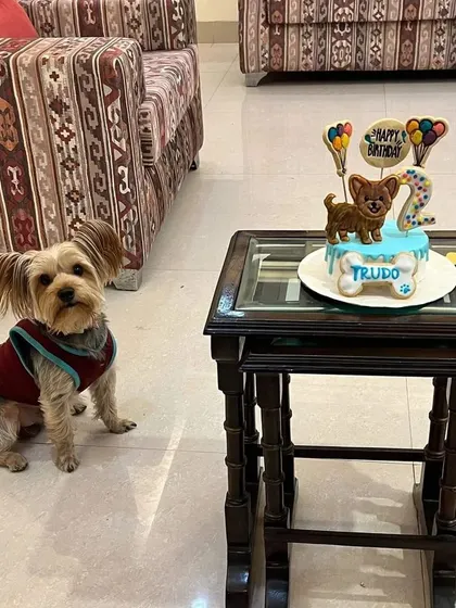 Here's the birthday boy, Trudo the Yorkshire Terrier, posing proudly next to his custom cake. It's so heartwarming to see the pupperinos with their special treats.