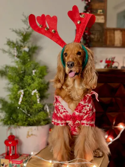 Another adorable reindeer look from last year's Christmas celebration.