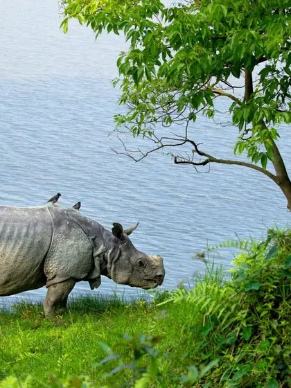 The Great Indian one-horned rhinoceros at Kaziranga National Park, a symbol of India's greatest conservation success. From just a dozen in the early 1900s to over 2600 today, their story is one of hope and resilience that we explore on our Assam tours.
