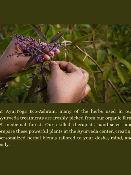 Many of the herbs used in our treatments are picked fresh from our organic farm. Our therapists hand-select these plants to create personalized blends tailored to your dosha.