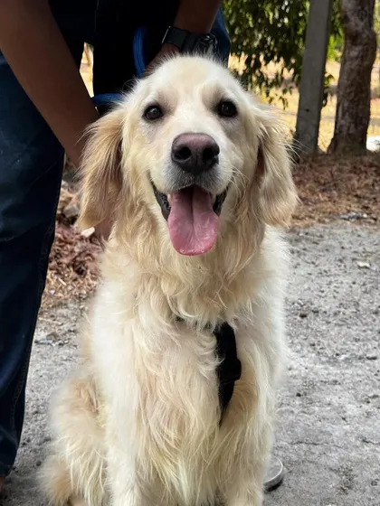 This is the reality of rescue work. Buddy, looking happy and hopeful, needed extensive medical checks and treatment. We rely on fund appeals and community support to cover these costs, ensuring every dog gets the veterinary care they need to become healthy and adoptable.