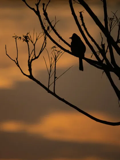 A silhouette of a Red-vented Bulbul against a dramatic sunset in Gujarat. A good silhouette tells a story with just a shape, and this one captures the peaceful end of a day.