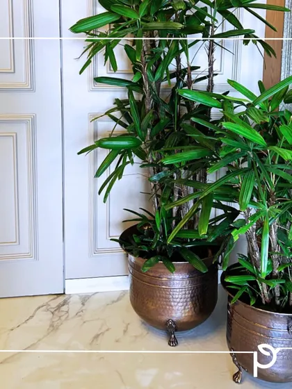 These antique-finish copper urns house elegant Lady Palms (Rhapis excelsa), transforming a simple doorway into a grand entrance. This is an example of our Transform service, where we give existing spaces an aesthetic facelift.
