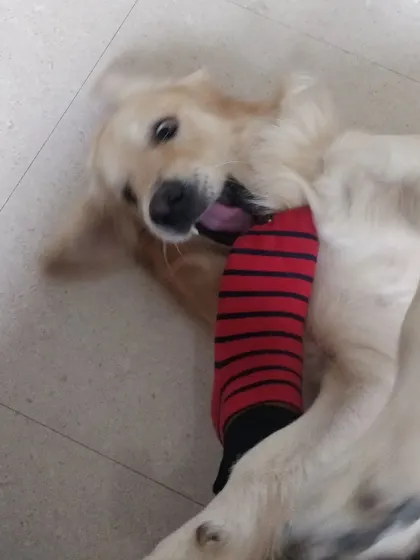 Arlo loves a good game of sock-tug. Playtime is a fantastic way to build a bond with a nervous dog.