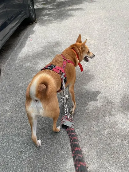 Out for one of our daily walks. We take them out 3 to 4 times a day, giving them plenty of opportunities to do their business and explore the neighborhood smells.