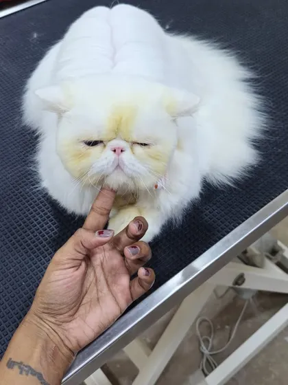 This majestic white Persian cat is relaxing after a thorough de-matting and grooming session.