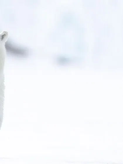 This minimalist shot uses the vast white space of the Arctic to highlight the bear's powerful presence. It’s a simple, modern, and beautiful image.