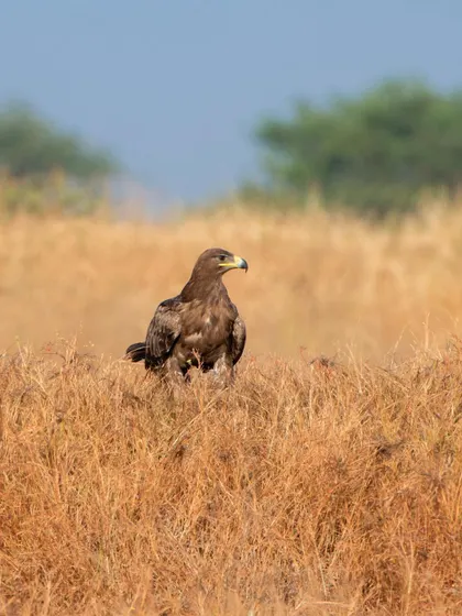 A portrait of the Steppe Eagle, alert and scanning the horizon from its position in the tall grass.